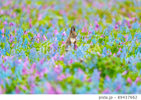 【北海道】カタクリとエゾエンゴサクの花畑に現れたエゾリス 89437662