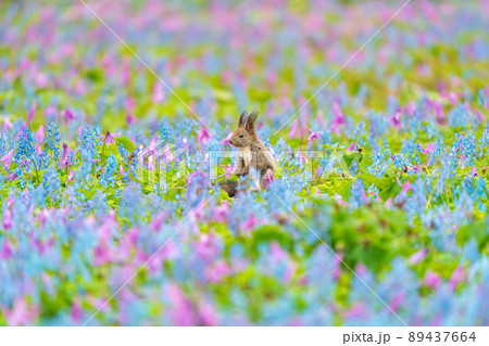 【北海道】カタクリとエゾエンゴサクの花畑に現れたエゾリス 【北海道】カタクリとエゾエンゴサクの花畑に現れたエゾリス 89437664