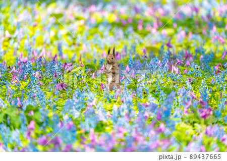 【北海道】カタクリとエゾエンゴサクの花畑に現れたエゾリス 【北海道】カタクリとエゾエンゴサクの花畑に現れたエゾリス 89437665