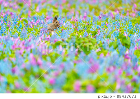 【北海道】カタクリとエゾエンゴサクの花畑に現れたエゾリス 89437673