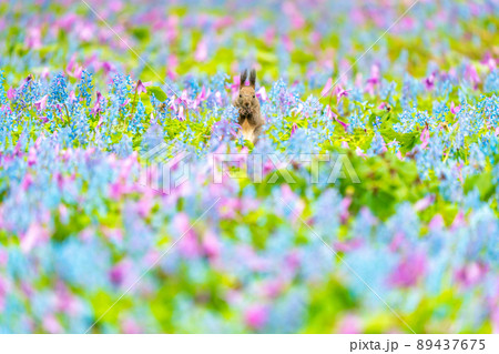 【北海道】カタクリとエゾエンゴサクの花畑に現れたエゾリス 【北海道】カタクリとエゾエンゴサクの花畑に現れたエゾリス 89437675