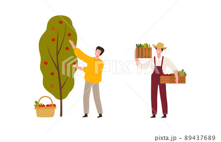Man Farmer in Straw Hat Gathering Apple from Tree and Carrying Crate with Crops Vector Illustration Set Man Farmer in Straw Hat Gathering Apple from Tree and Carrying Crate with Crops Vector Illustration Set 89437689
