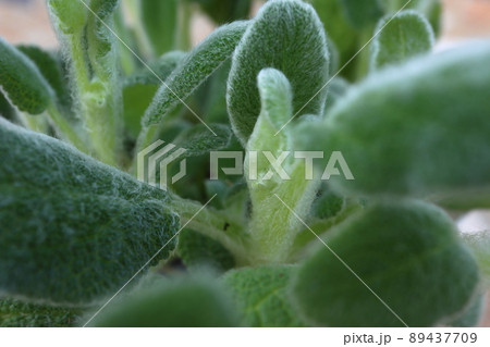 もふもふのラムズイヤー 89437709