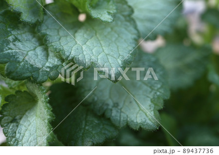 ラミウムピンクピューター 89437736