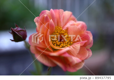 ゲウムマイタイ 89437795