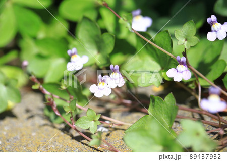 小さな蔦葉海蘭（ツタバウンラン）の花 89437932