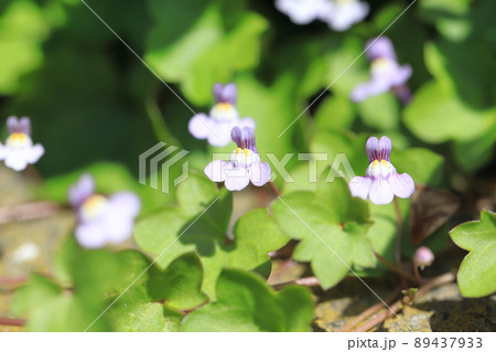 小さな蔦葉海蘭(ツタバウンラン)の花 小さな蔦葉海蘭(ツタバウンラン)の花 89437933
