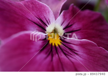 紫色のパンジー 89437940