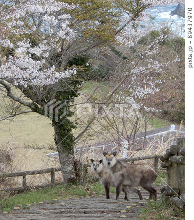 宮城県唐桑半島で出会った桜の下のニホンカモシカ 宮城県唐桑半島で出会った桜の下のニホンカモシカ 89437970