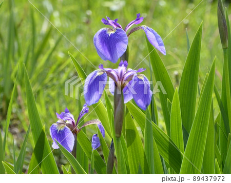 北海道厚岸町あやめヶ原のヒオウギアヤメ 89437972