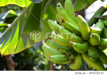 青いバナナ 89438297