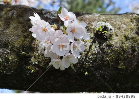 大きな枝に咲く小さな桜の花のクローズアップ 大きな枝に咲く小さな桜の花のクローズアップ 89438898