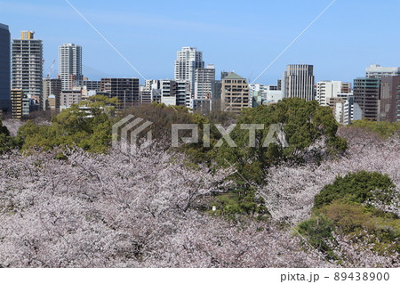 満開の桜の花の背景に福岡市のビル群 89438900