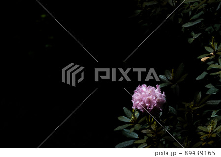 バラの花 バラの花 89439165