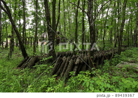 新緑が美しいレイクウッドリゾート 89439367