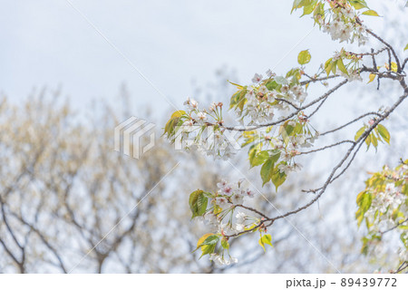 大楠山の桜 89439772