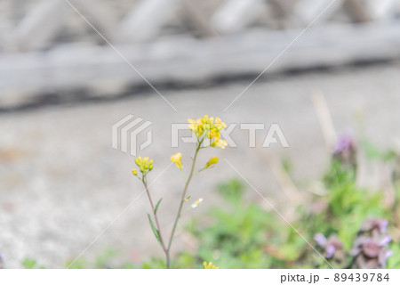 大楠山の菜の花 89439784