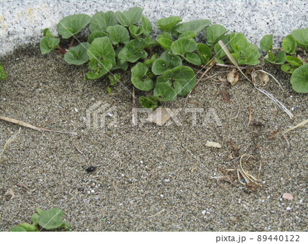 検見川浜の海岸で元気に育つハマヒルガオ 89440122