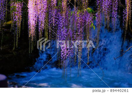 一貫野の藤　山口県山口市仁保 89440261