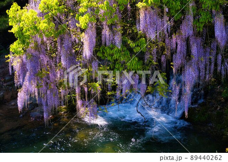一貫野の藤　山口県山口市仁保 89440262