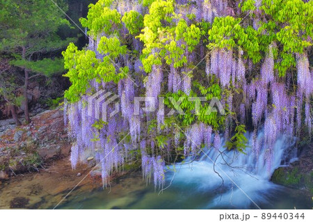 一貫野の藤 山口県山口市仁保 一貫野の藤 山口県山口市仁保 89440344