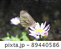 蝶と花 89440586