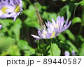 正面からの蝶 89440587