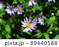 蜜を吸うスジグロシロチョウ 89440588