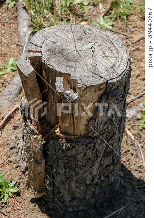 木, ログ, 切り株, 切断, 断面, 木材, カット, 切る, 木目, 材木,伐採,丸太,樹皮 木, ログ, 切り株, 切断, 断面, 木材, カット, 切る, 木目, 材木,伐採,丸太,樹皮 89440667