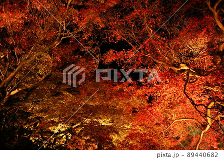 嵐山宝厳院のライトアップ 嵐山宝厳院のライトアップ 89440682