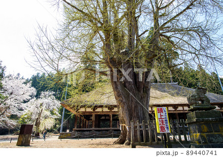 春を迎えた長床と大イチョウ　福島県 89440741