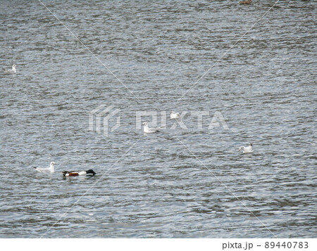 花見川河口にもうすぐ帰るユリカモメ 89440783