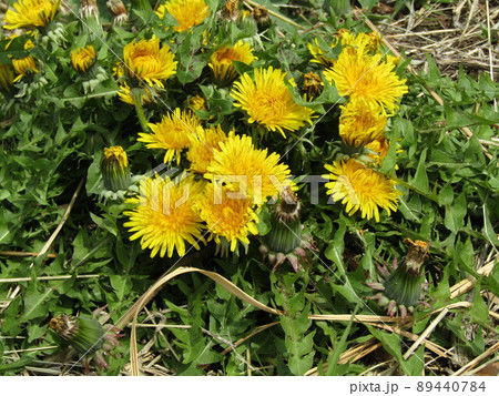 春に咲く野の花タンポポの黄色い花 春に咲く野の花タンポポの黄色い花 89440784