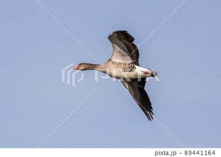 The flying greylag goose, Anser anser is a species of large goose 89441164