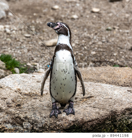 Humboldt Penguin, Spheniscus humboldti in a park 89441198