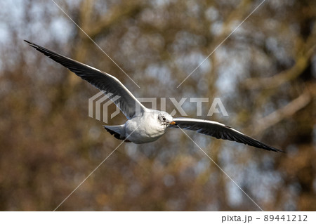 The European Herring Gull, Larus argentatus is a large gull 89441212