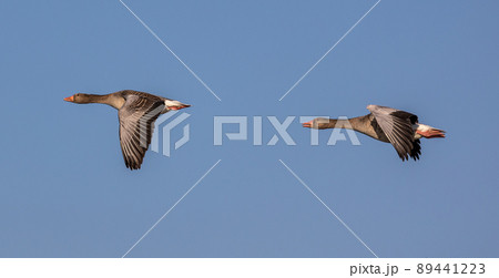 The flying greylag goose, Anser anser is a species of large goose 89441223