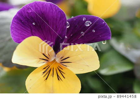 黄色と紫のパンジーの花と水滴の写真素材 [89441458] - PIXTA