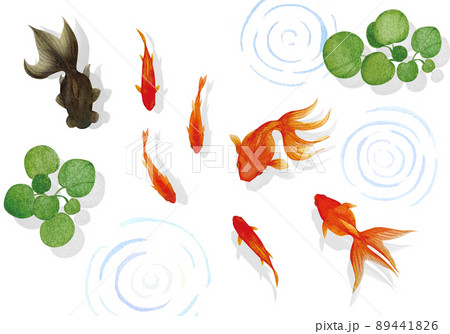 涼しげな金魚と水草の水彩画イラスト素材のイラスト素材 4416