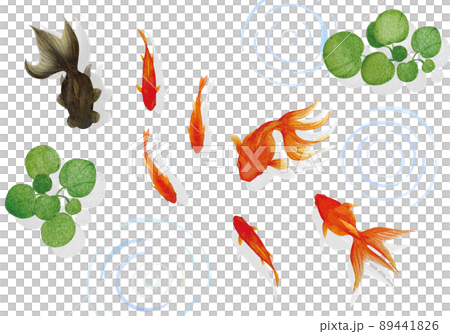 涼しげな金魚と水草の水彩画イラスト素材 89441826