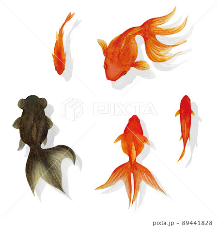 水彩画 金魚