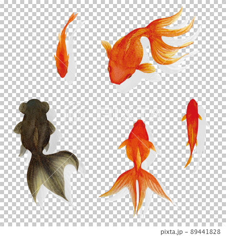 涼しげな金魚の水彩画イラスト素材 涼しげな金魚の水彩画イラスト素材 89441828