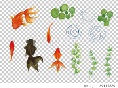 涼爽的金魚和水生植物水彩插圖素材集 89441829
