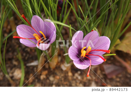 サフランの花 サフランの花 89442173