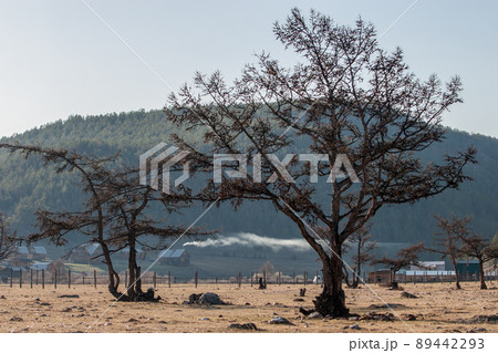 Trees on a background of mountains. Under the mountains are wooden old houses. There is beautiful smoke coming from the pipes. There is a place for the inscription. 89442293