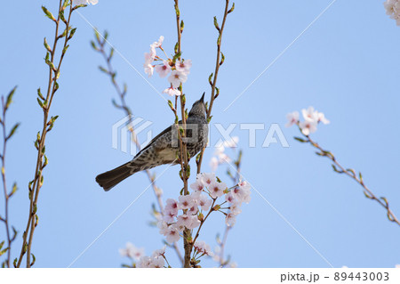 桜と野鳥 89443003