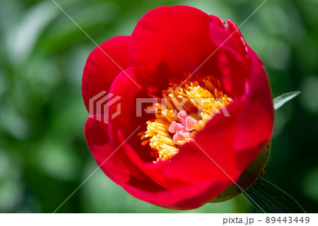 赤いシャクヤクの花のクローズアップ 赤いシャクヤクの花のクローズアップ 89443449