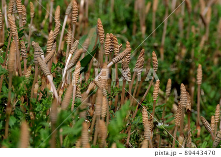 春の訪れを告げるツクシ 89443470