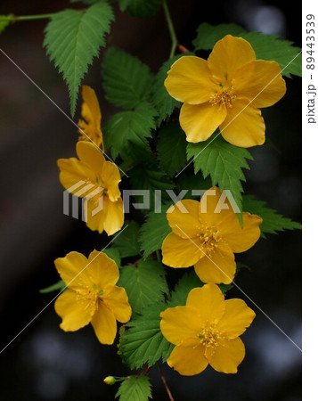 黄色いヤマブキの花のクローズアップ(潮江天満宮の一重の山吹) 黄色いヤマブキの花のクローズアップ(潮江天満宮の一重の山吹) 89443539