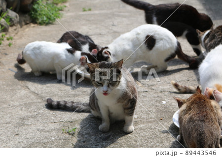 佐柳島の猫 89443546